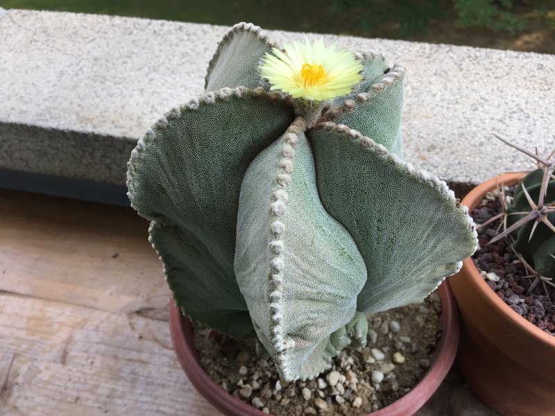 Astrophytum myriostigma 