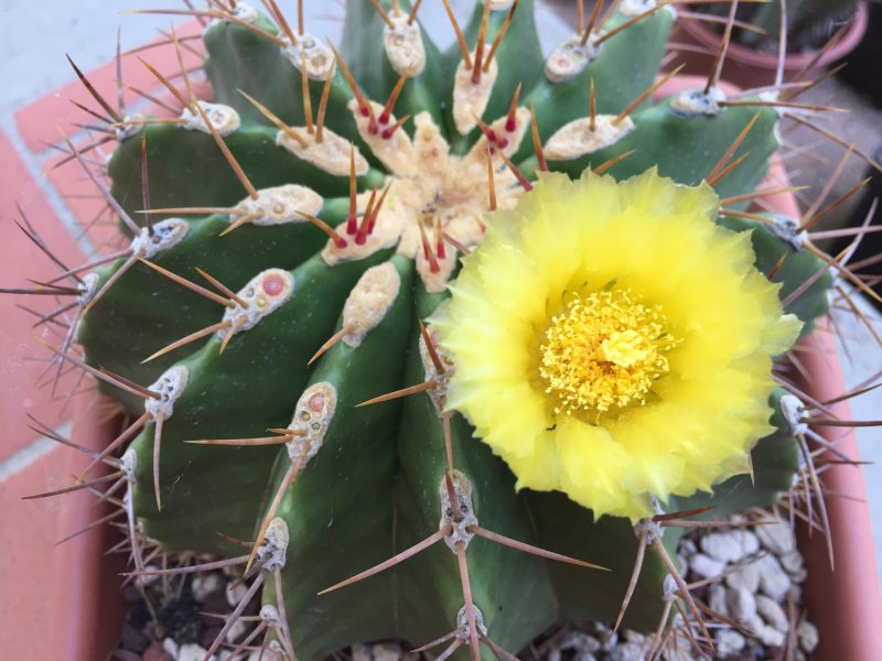 Ferocactus schwarzii 