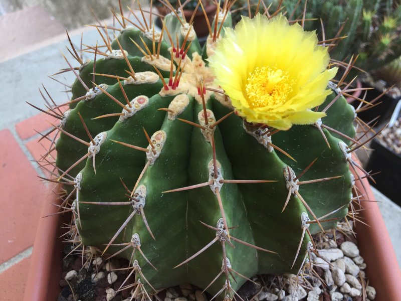 Ferocactus schwarzii 