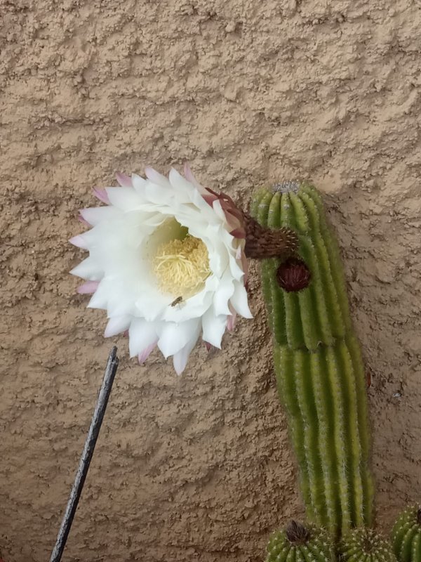 Trichocereus schickendantzii 