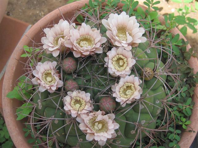 Gymnocalycium saglionis 