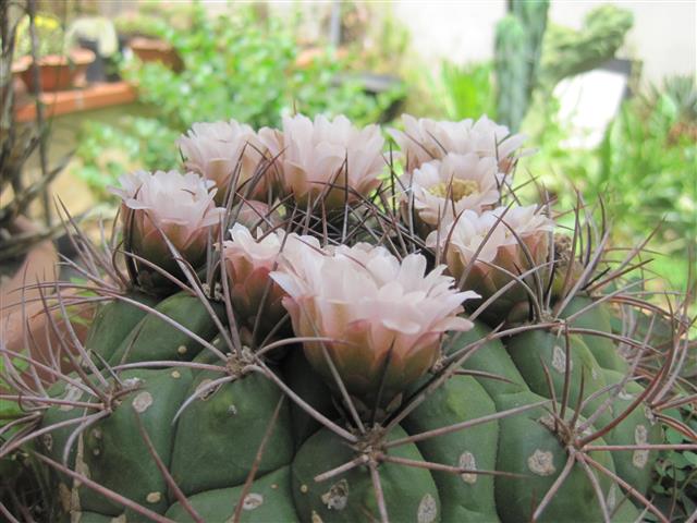 Gymnocalycium saglionis 