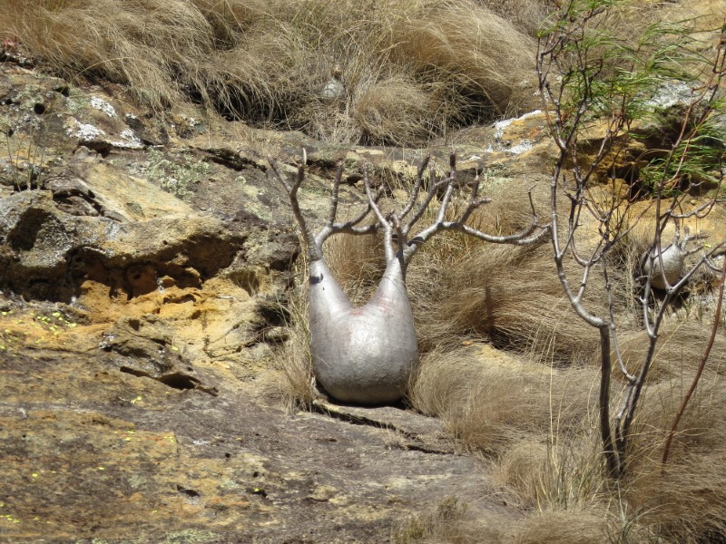 Pachypodium rosulatum v. gracilius 
