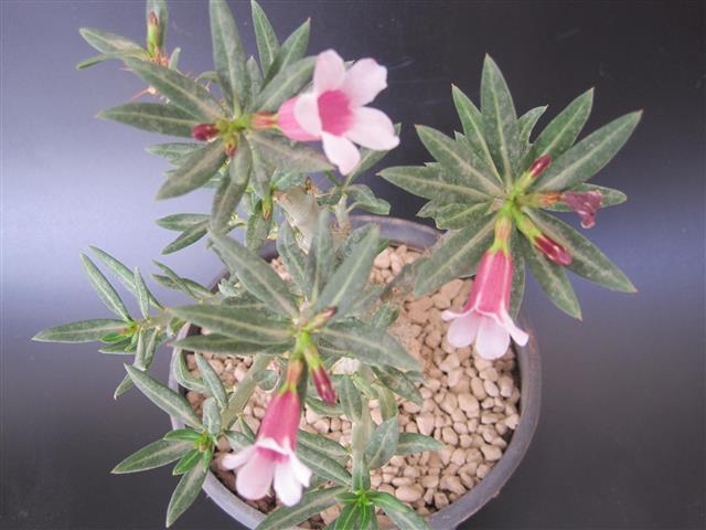 Pachypodium bispinosum 