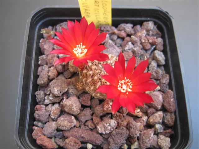 Sulcorebutia verticillacantha v. cuprea WR 476