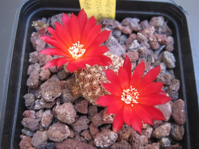 Sulcorebutia verticillacantha v. cuprea WR 476