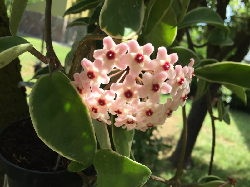 Hoya carnosa 