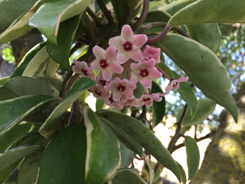 Hoya carnosa 