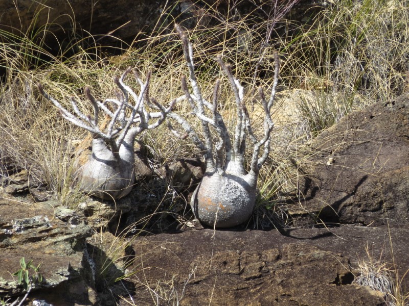 Pachypodium rosulatum v. gracilius 