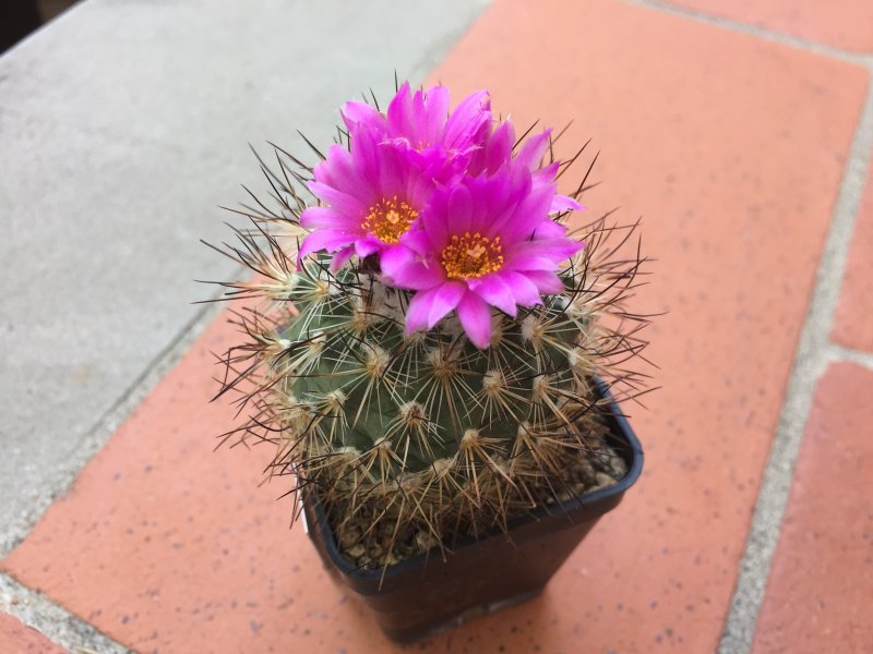 Gymnocactus viereckii 