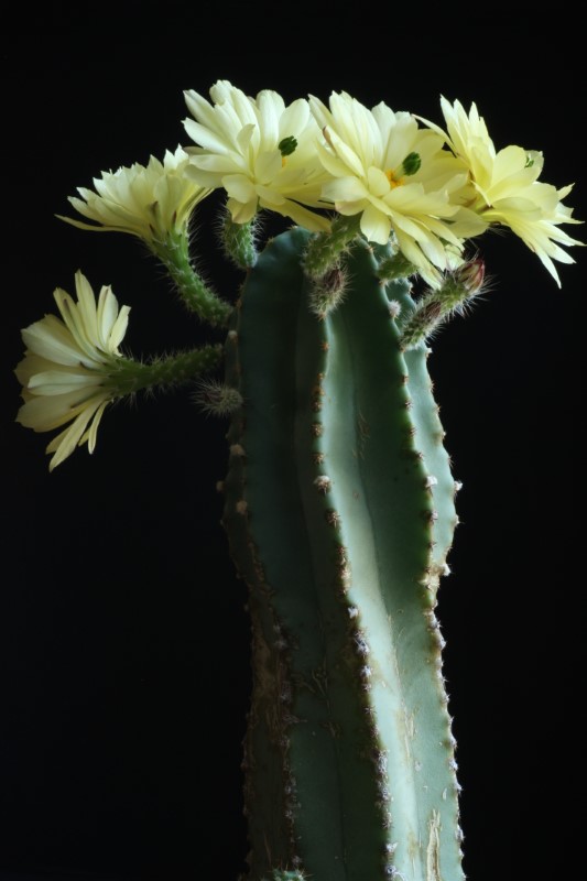 Echinocereus  subinermis 