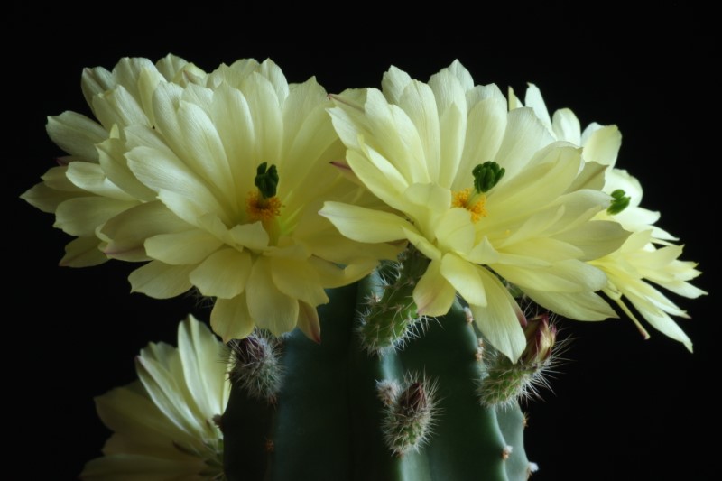 Echinocereus subinermis 