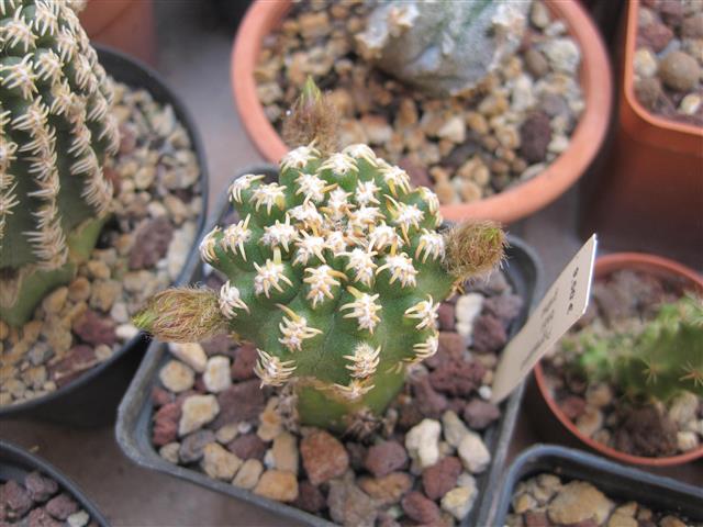 Pygmaeocereus bieblii 