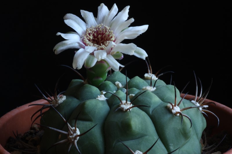 Gymnocalycium pflanzii 