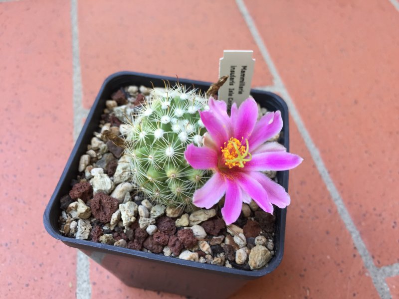 Mammillaria insularis 