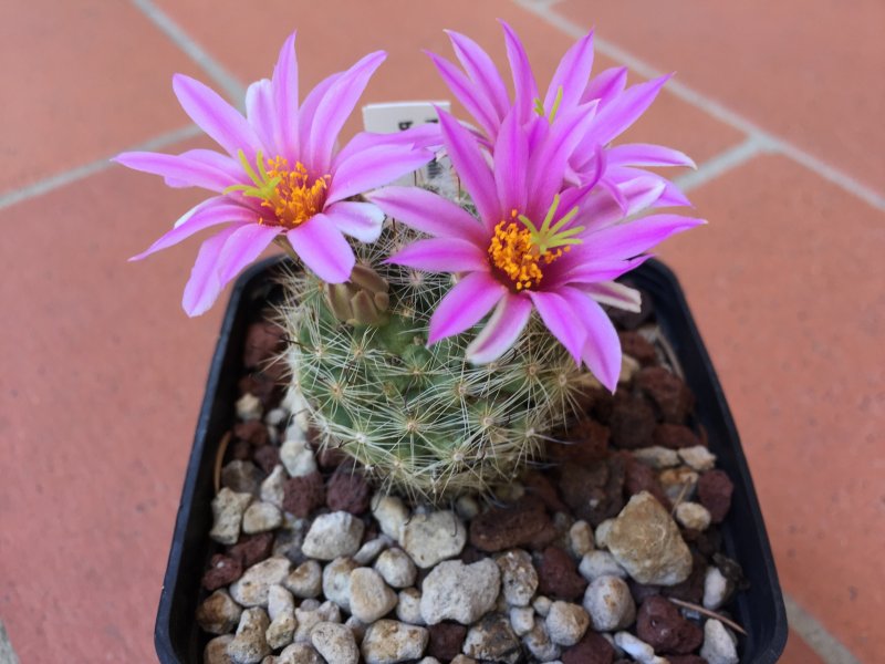 Mammillaria boolii 