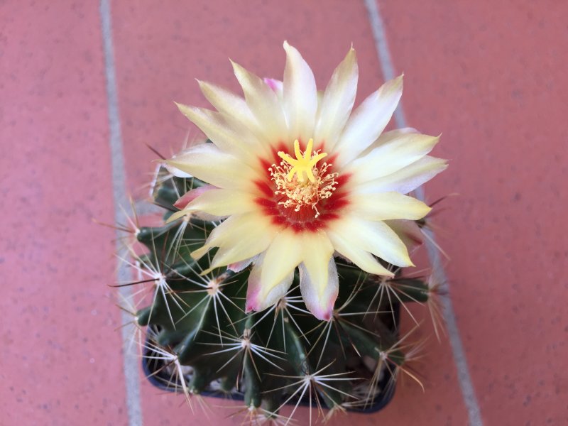 Hamatocactus setispinus v. hamatus SB1811