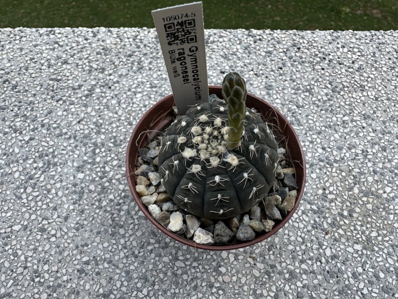 gymnocalycium ragonesei