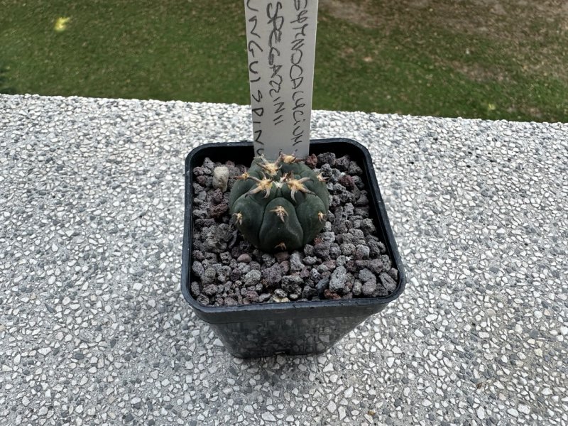 Gymnocalycium spegazzinii v. unguispinum 