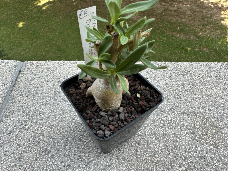 Pachypodium bispinosum 