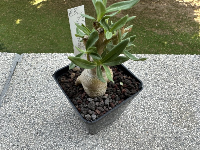 pachypodium bispinosum