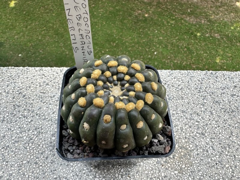 Notocactus uebelmannianus f. inermis 