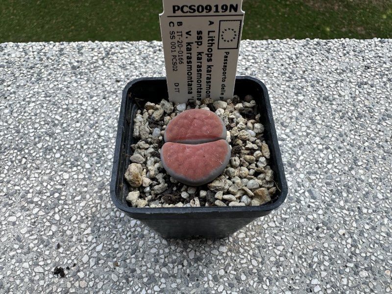 Lithops karasmontana 