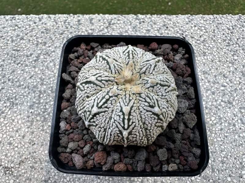 astrophytum asterias cv. super kabuto v-type