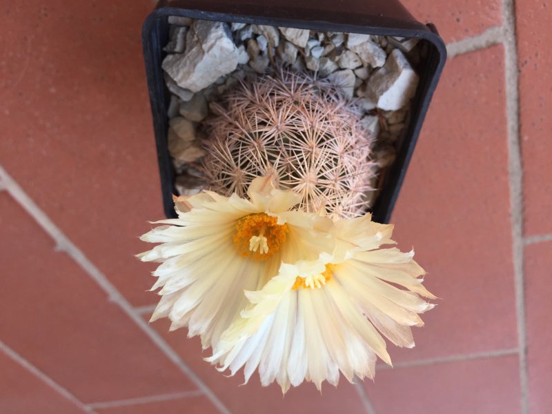 Coryphantha werdermannii SB575