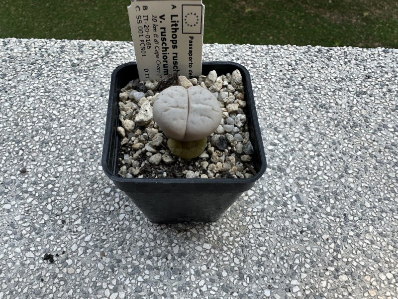 lithops ruschiorum