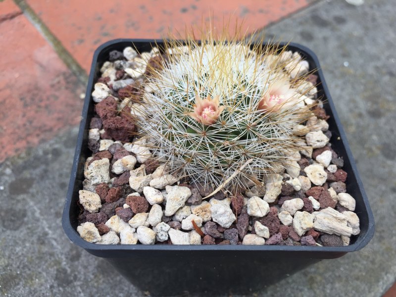 Mammillaria marcosii 