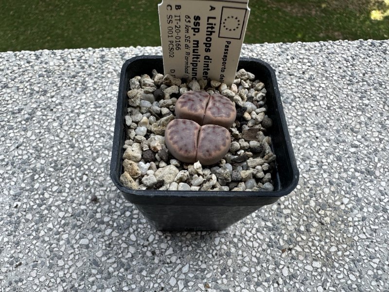 Lithops dinteri ssp. multipunctata 