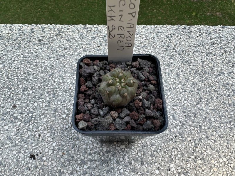 Copiapoa cinerea KK 92