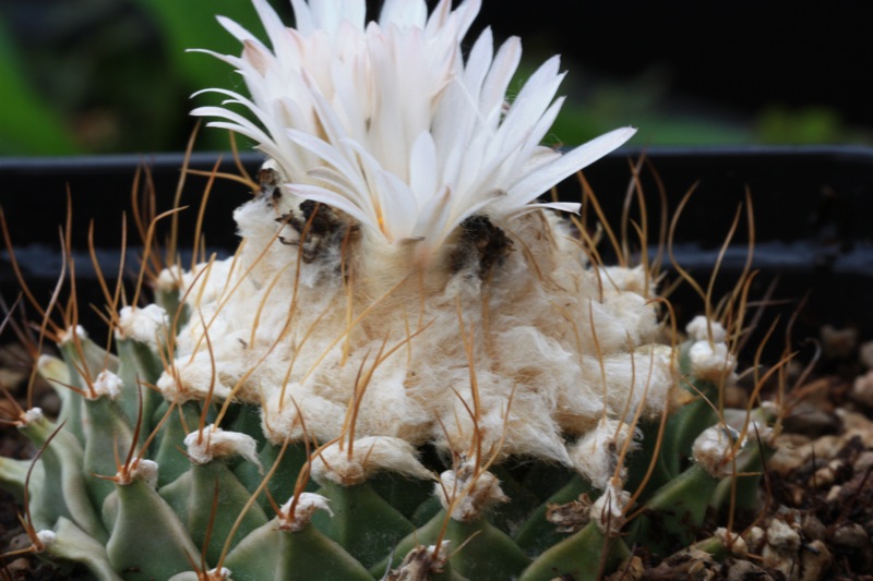 Obregonia denegrii 