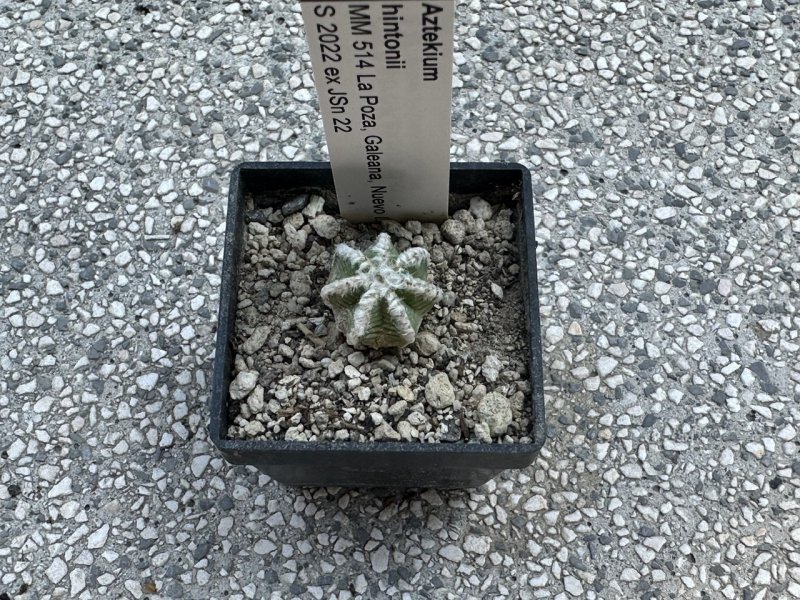 aztekium hintonii