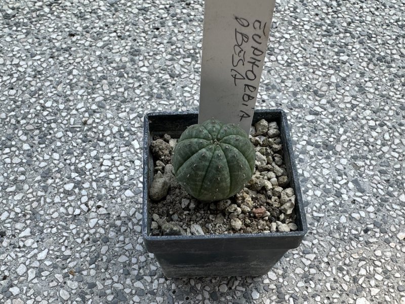 Euphorbia obesa 