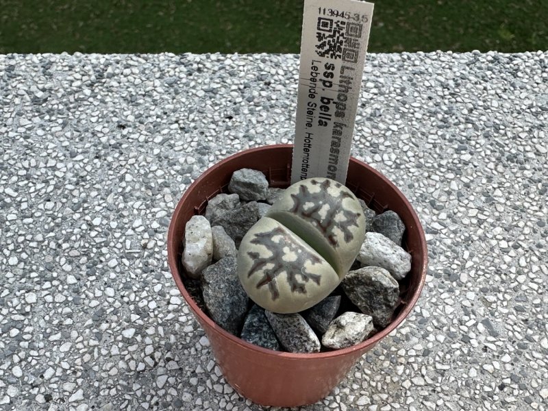 Lithops karasmontana ssp. bella 