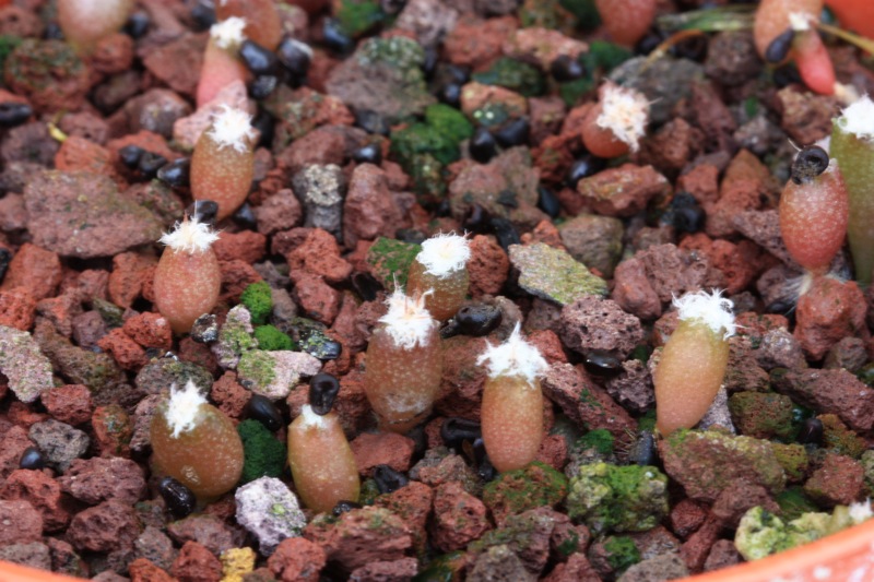 Astrophytum ornatum 