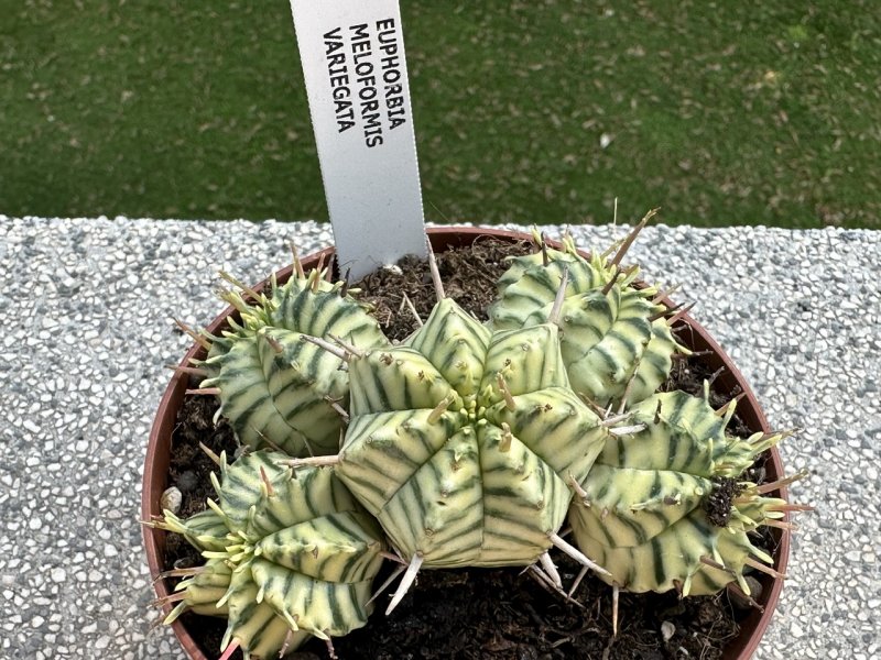 Euphorbia meloformis f. variegata 