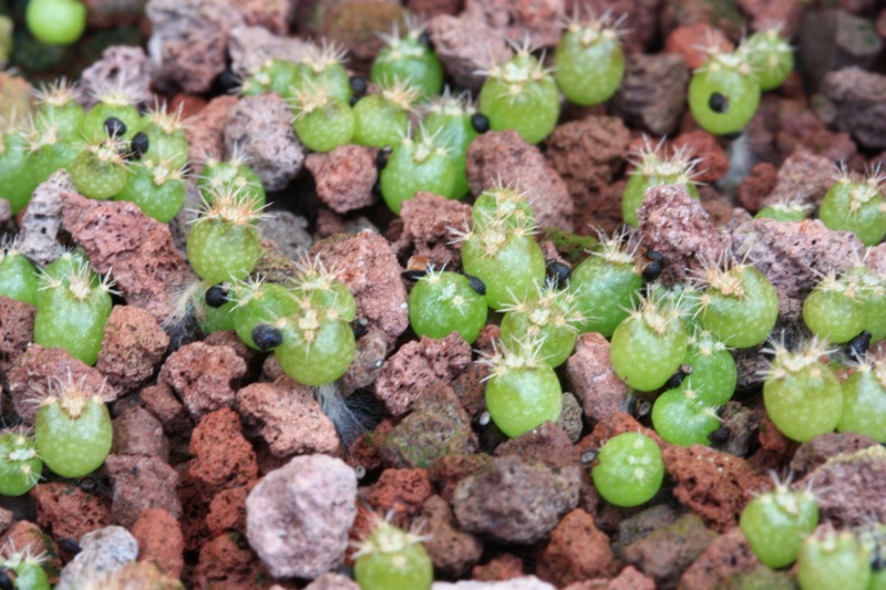 Melocactus zehntneri 