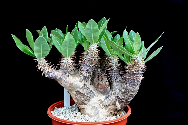 Pachypodium horombense 