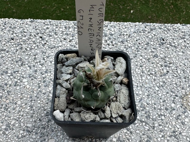 turbinicarpus klinkerianus