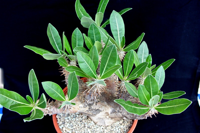 Pachypodium horombense 