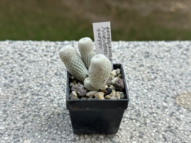 Epithelantha micromeris ssp. greggii 