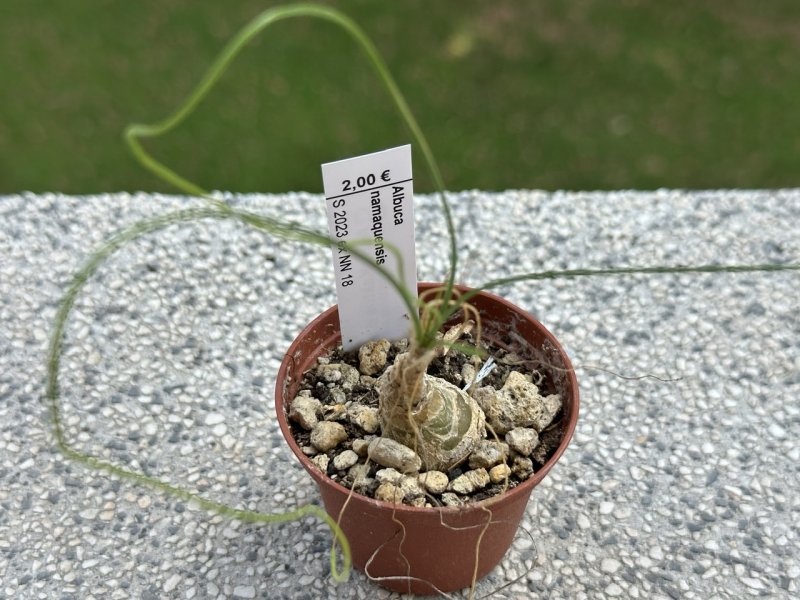 albuca namaquensis