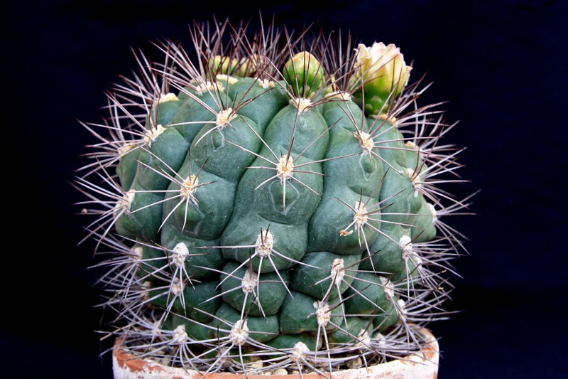 Gymnocalycium saglionis 