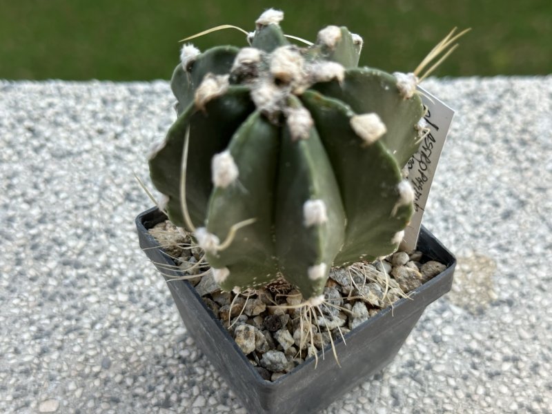 astrophytum capricorne v. crassispinum