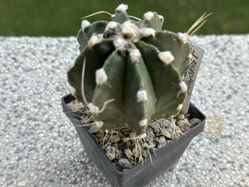 Astrophytum capricorne v. crassispinum 