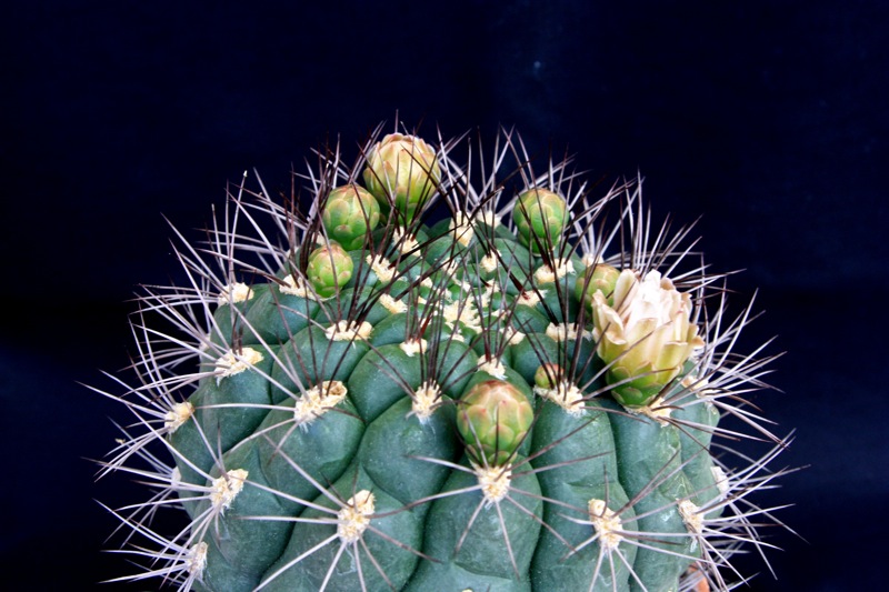 Gymnocalycium saglionis 