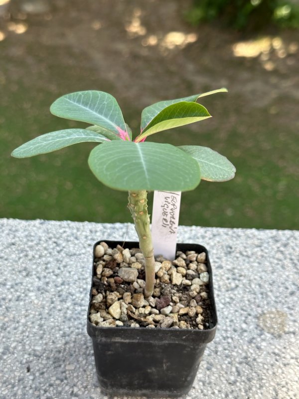 Euphorbia viguieri 